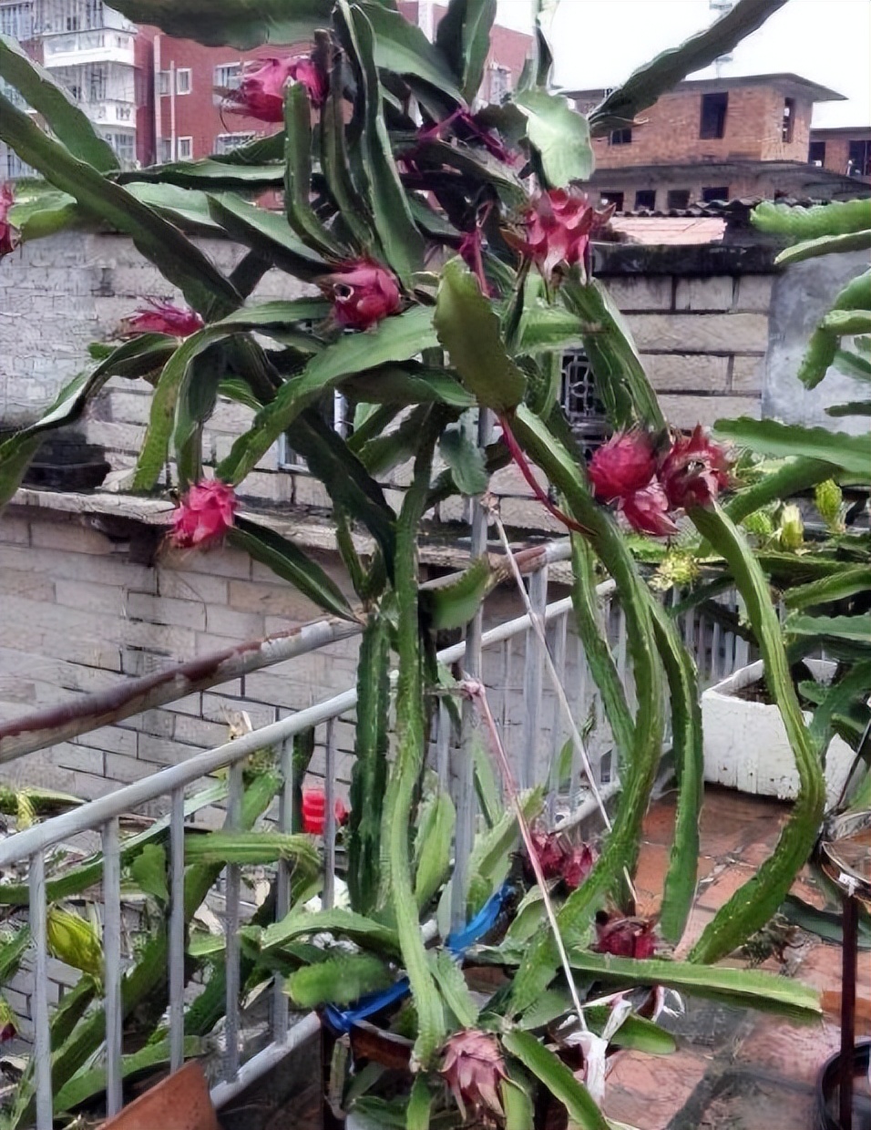 李子核埋在地下多久能发芽,吃剩的苹果核第二年种可以吗