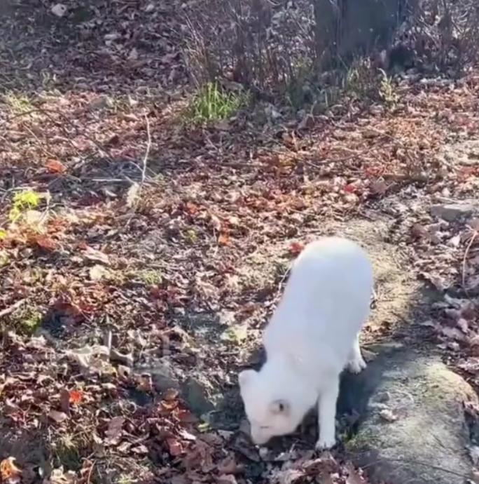 野外发现罕见的白狐,南京市民在路边捡到北极狐
