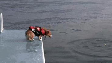 养狗需要经常陪伴吗,养狗首选这3种既便宜又好养活