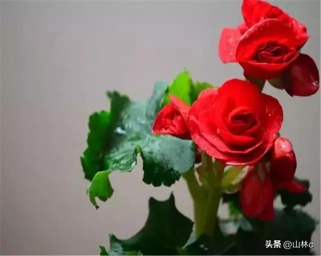 鲜花五彩缤纷争奇斗艳,最美鲜花一年四季都在争艳怒放