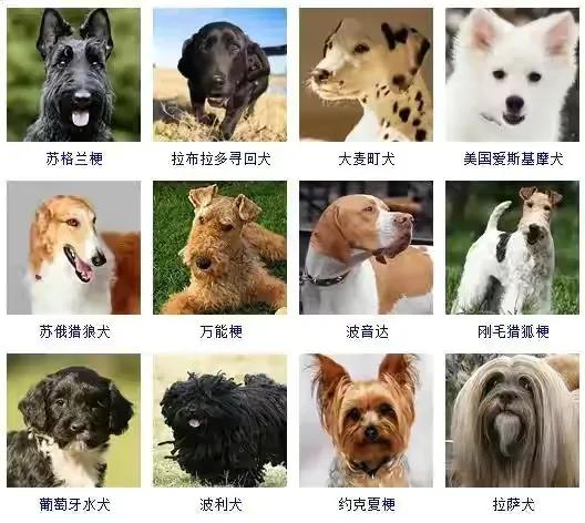 养得多的宠物狗有哪些品种,十大最受欢迎的宠物狗种类排行榜
