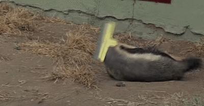 它被誉为地球上最让人恐惧的动物,吉尼斯世界纪录最无所畏惧的动物