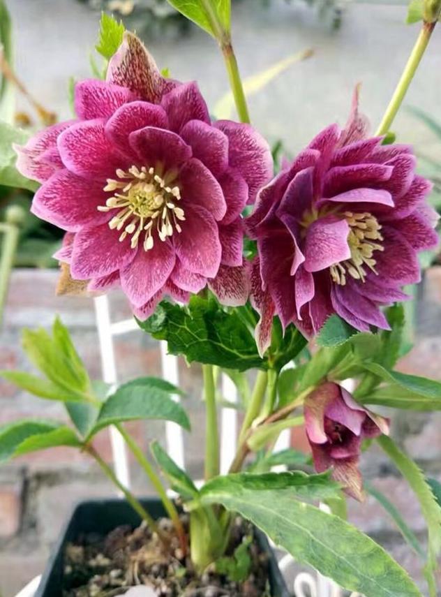 零下10度什么花冻不死,冬天不怕冷的花和植物