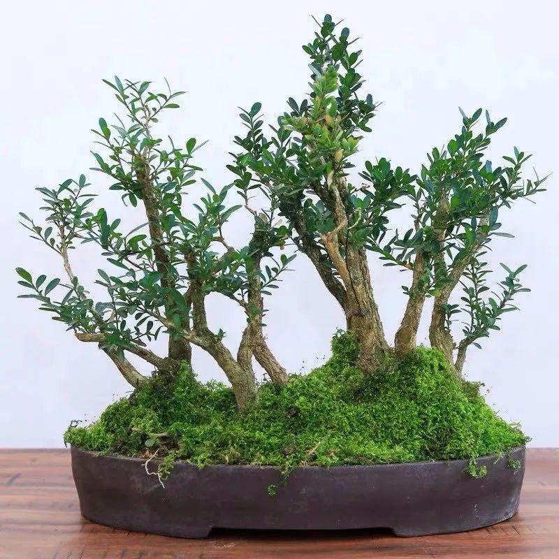 家里养的六棵风水树,4种守家树旺宅又高档