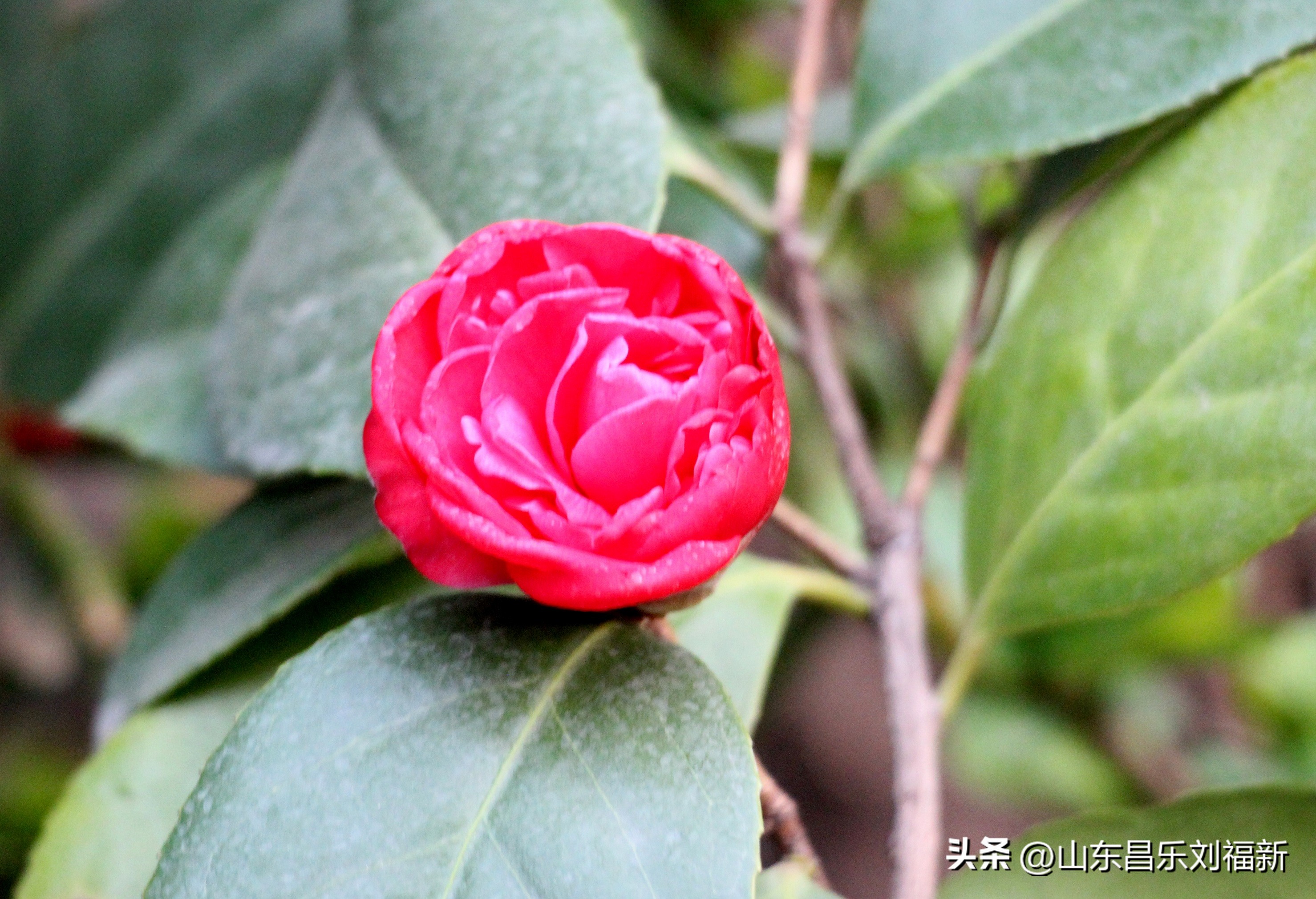 2023年3月中旬散拍·一点儿感受