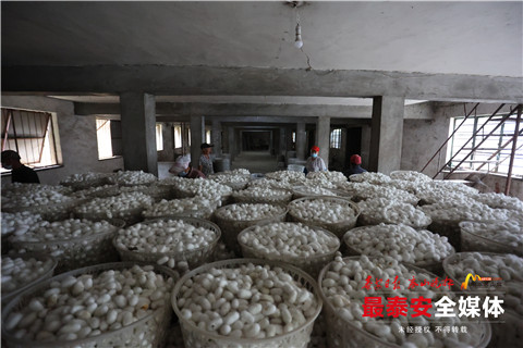 蚕茧喜获丰收,首批蚕茧丰收破茧成蝶