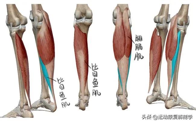 每天拉伸10分钟小腿反而更粗了,小腿拉伸和按摩的方法