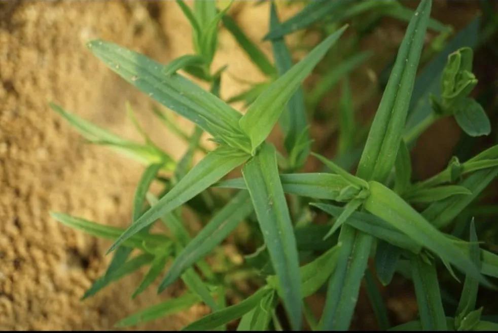 容易混淆的蔬菜,容易被混淆的蔬菜有哪些