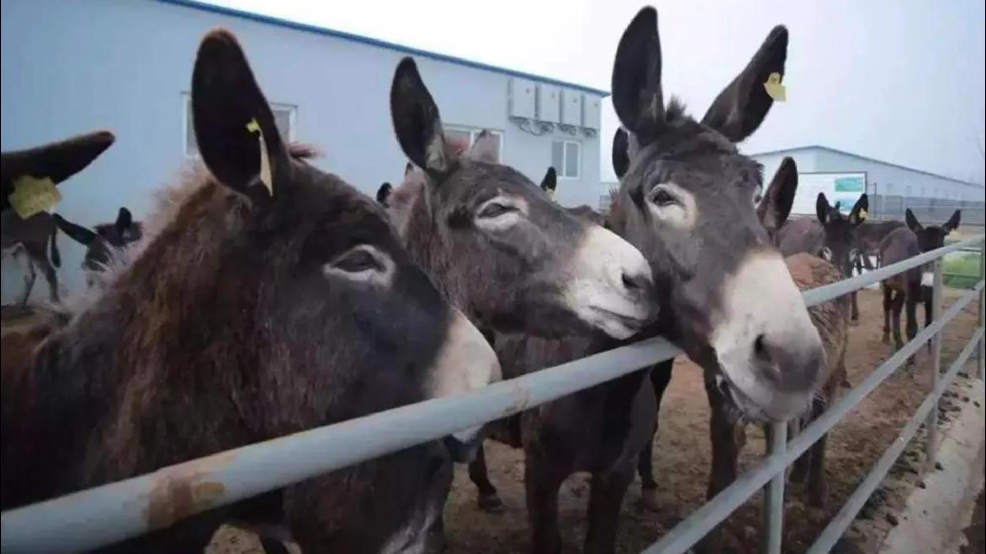 一头驴上万元为什么没什么人养驴,一头驴价值17万