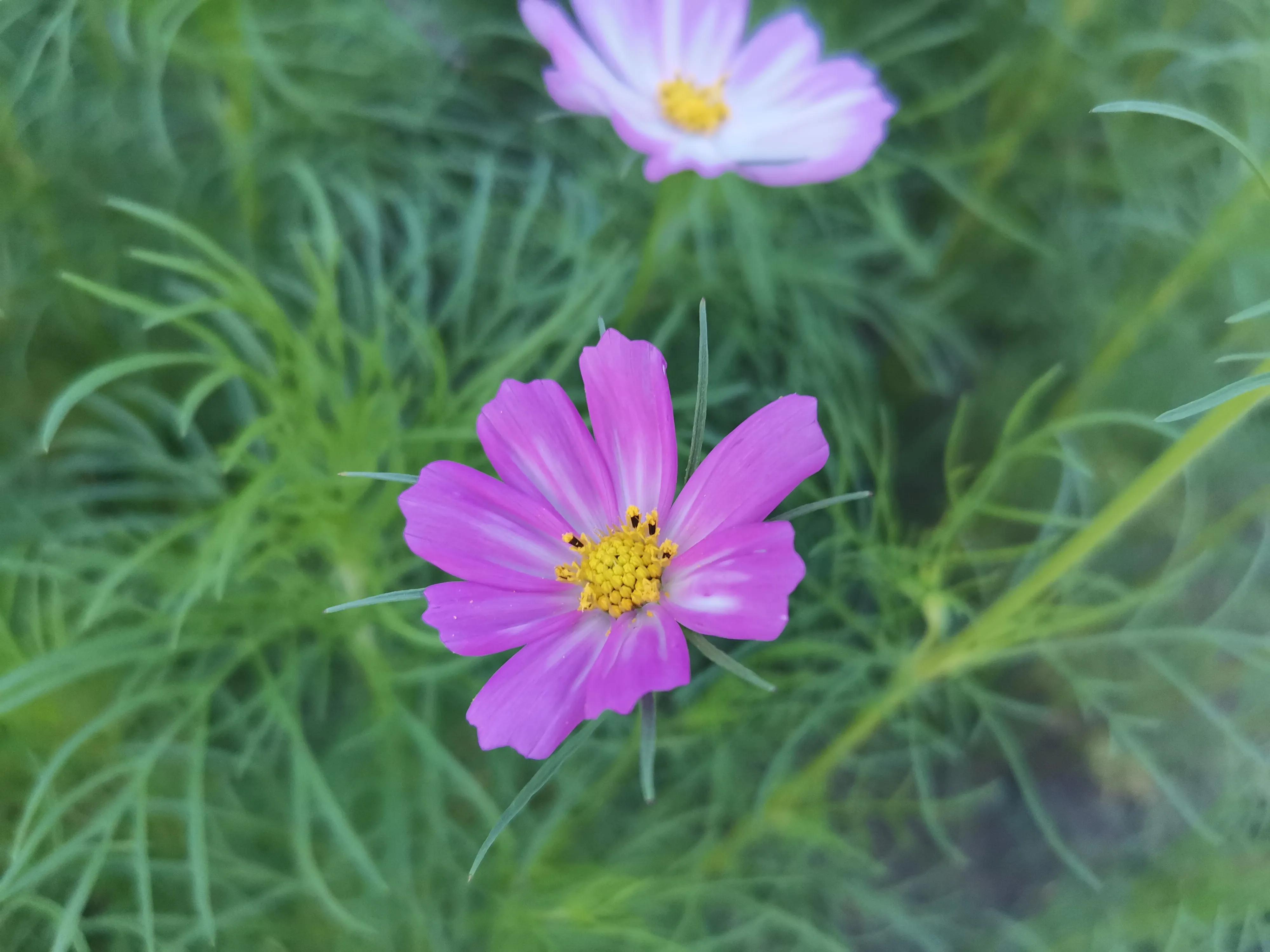 夕阳西下公园美景,夕阳西下的天津美景