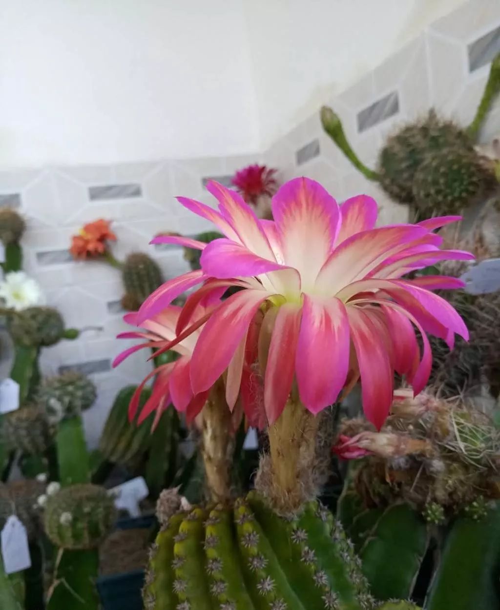 200种·仙人球开花图鉴，大开眼界，美到爆