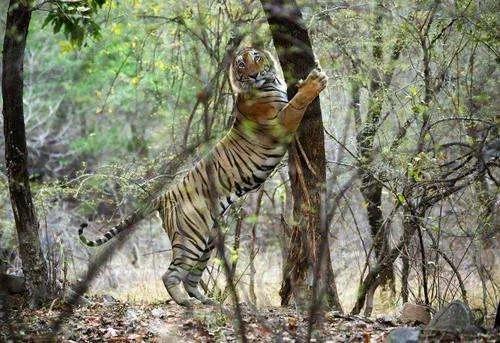 野外遇见老虎侥幸逃脱,在野外碰见老虎怎样自救
