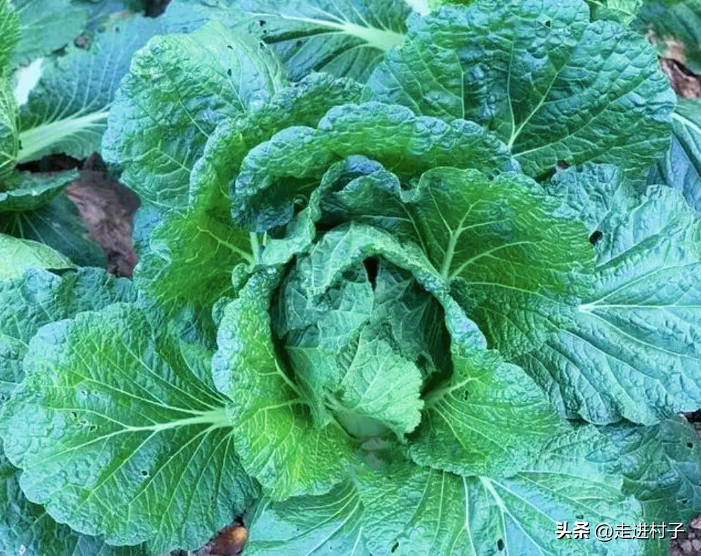 白菜叶子发黄喷什么,白菜黄了用什么药打