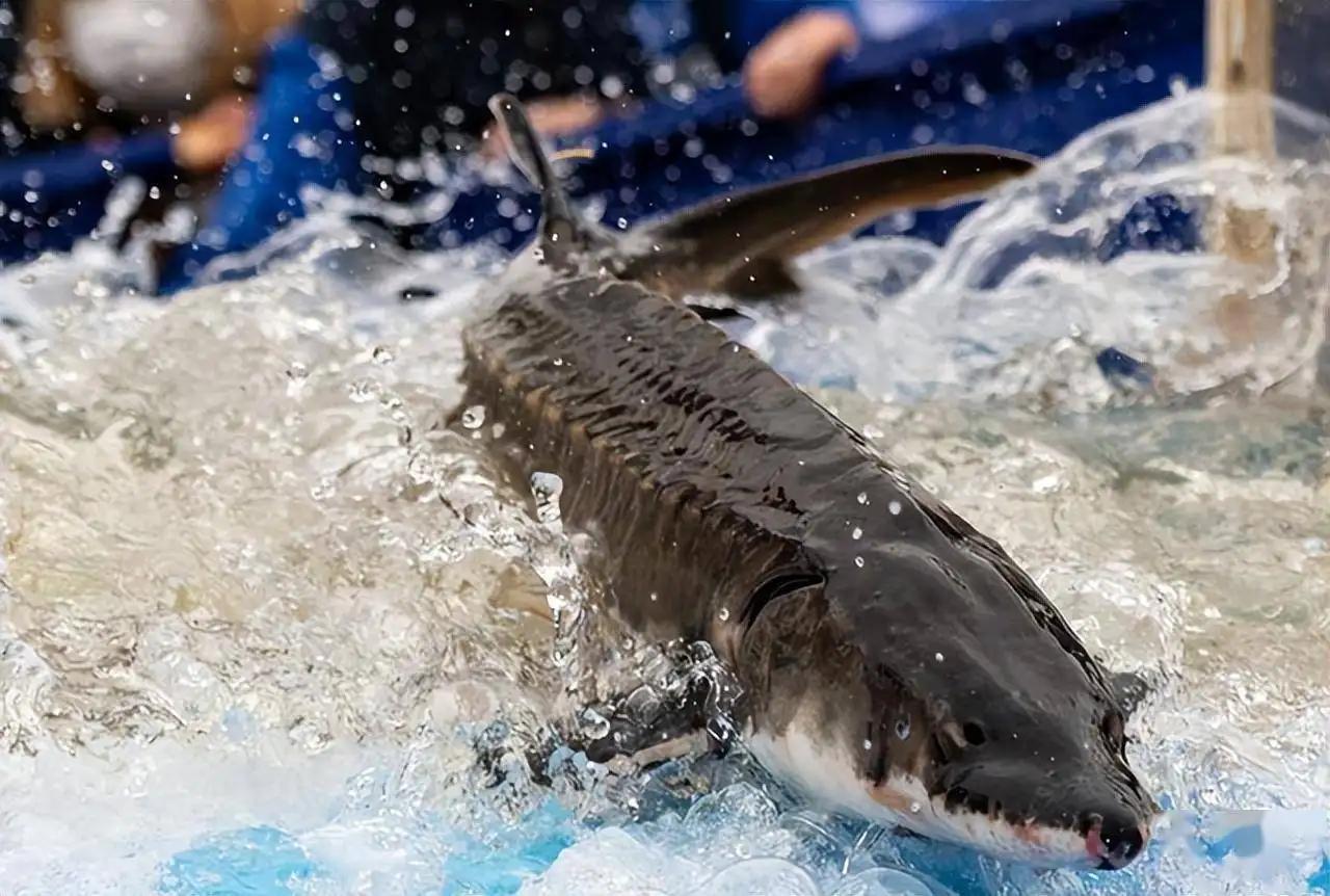 野外灭绝长江鲟现身,野外灭绝的长江鲟为何再次现身