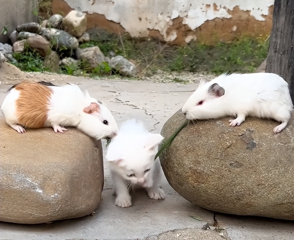 “狗界巅峰”：“把鸭当妈”骑鸭背上，全网最萌小狗吸粉550万