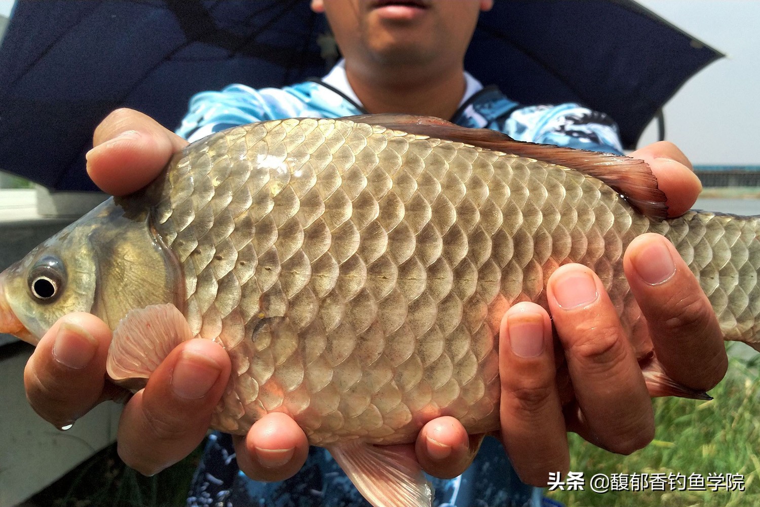 钓鲫鱼饵料是哪种鱼饵最好,野钓鲫鱼哪种饵料效果最好