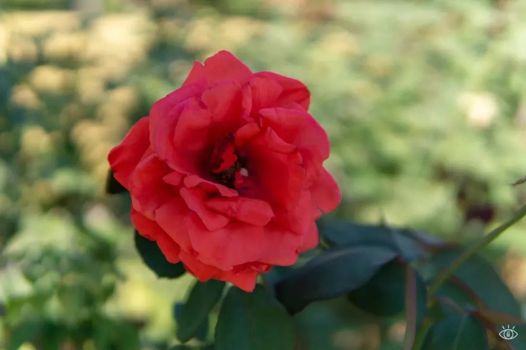 深圳3月14个赏花胜地全部免费,深圳清明节踏青赏花好去处