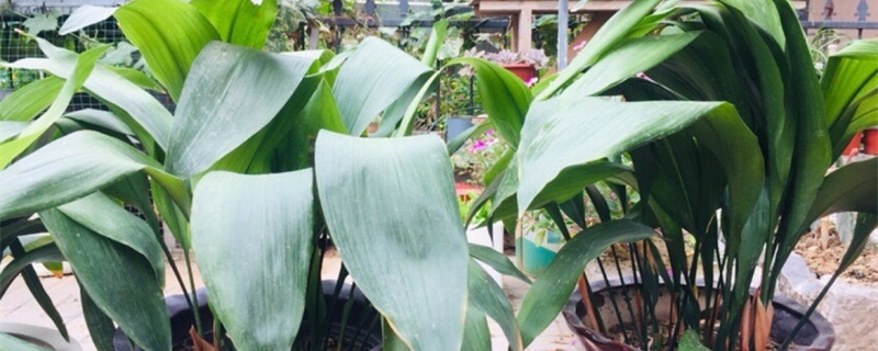 适合光线很暗的植物,弱光能养什么植物