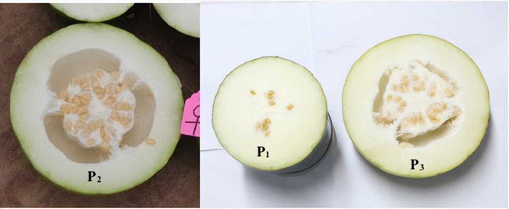 冬瓜果实的类型,冬瓜种子外形特点