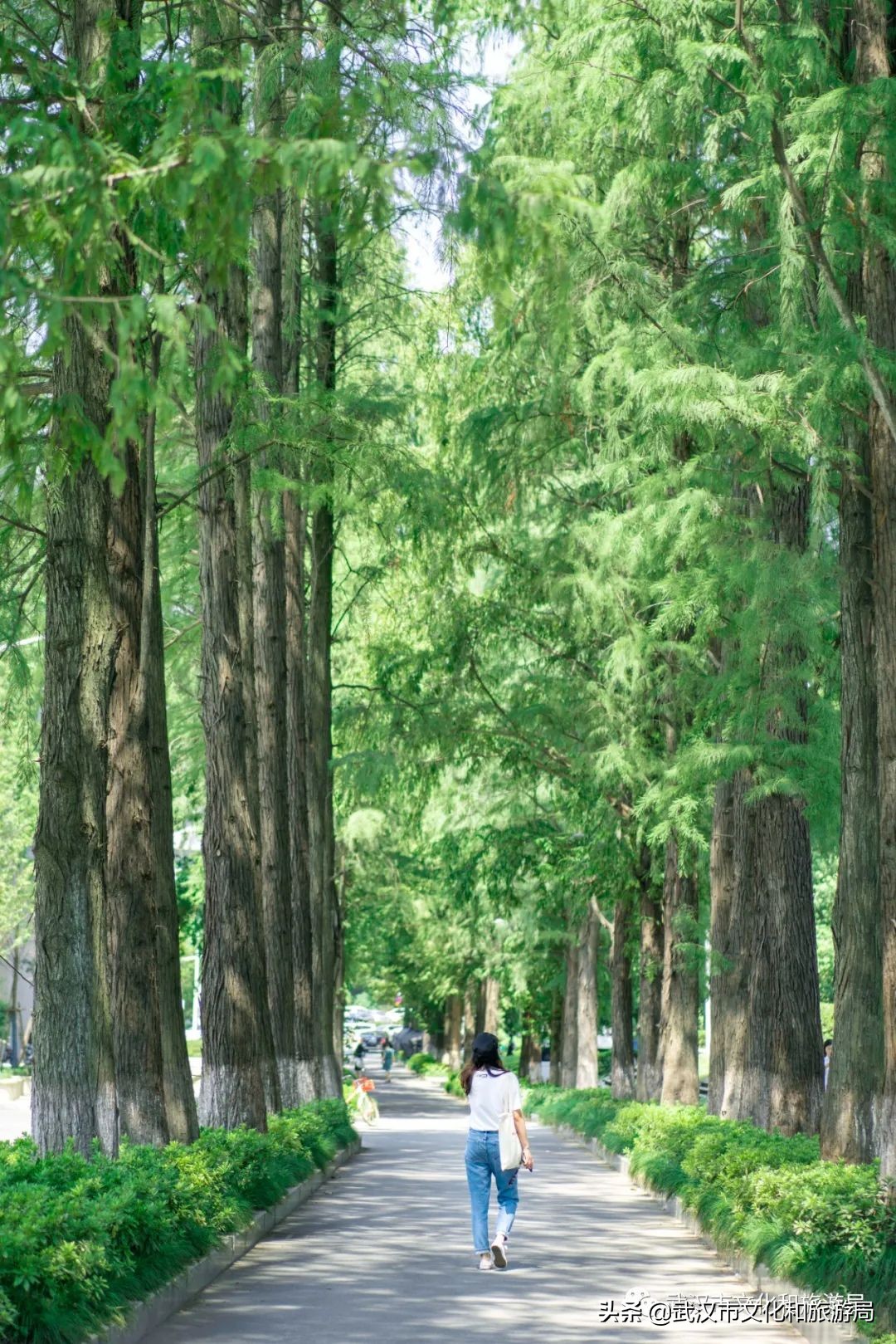 大江大湖千湖大武汉,大江大湖大武汉浩浩荡荡