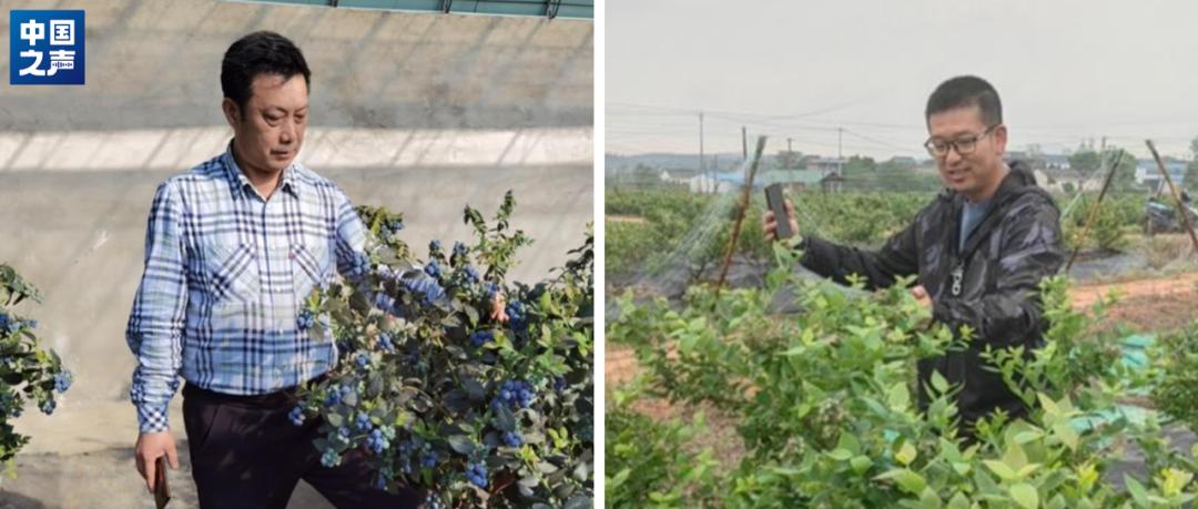 蓝莓每天吃多少量最佳,每天吃一盒蓝莓的好处