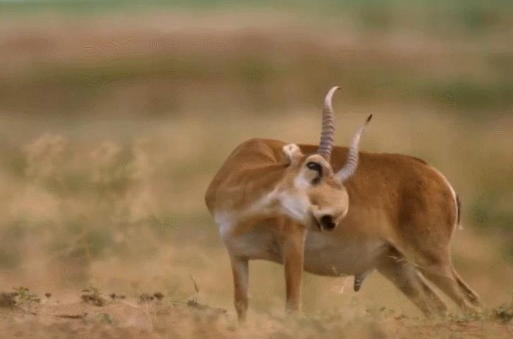 为了结婚卖传家宝，小伙被罚款24万！他卖的羚羊角究竟有何来历？