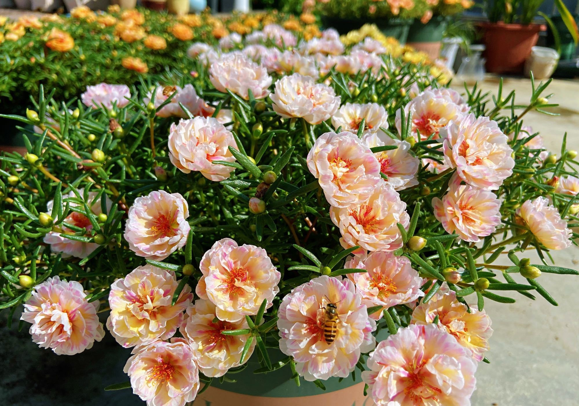 开花时间长又好看又好养的太阳花,太阳花是一种特别皮实好养的花