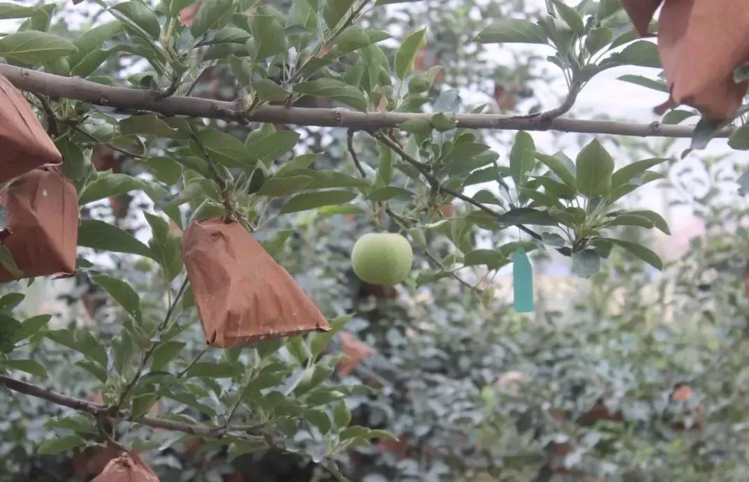苹果树施氮肥最佳时间,苹果树施氮肥的作用