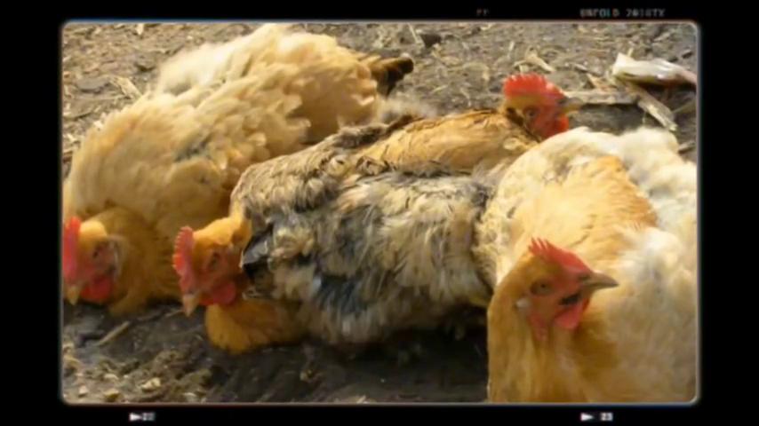 到底是鸡生蛋还是蛋生鸡搞笑模板,到底是鸡还是蛋儿歌