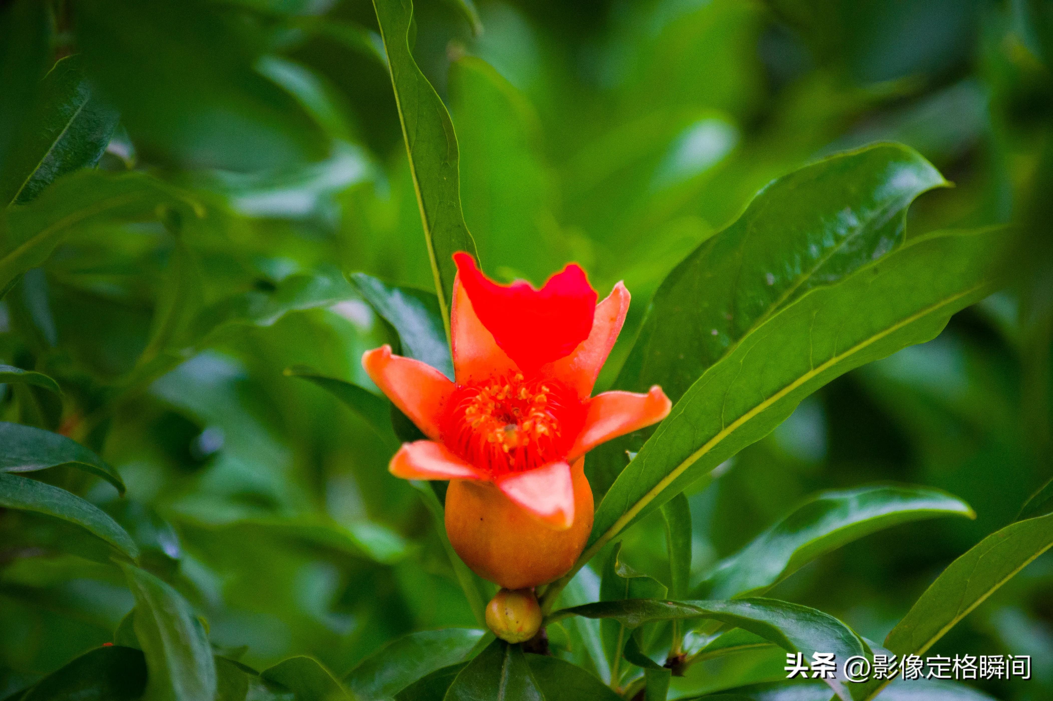夏日花朵摄影笔记之石榴花—对美好生活的向往