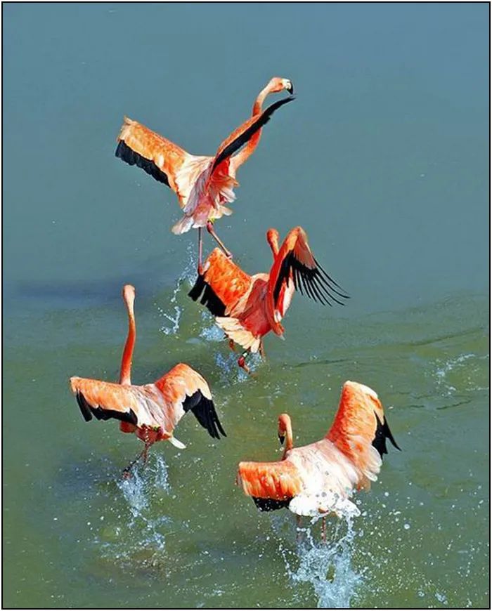 罕见唯美的动物抓拍照片,珍稀动物摄影作品图片