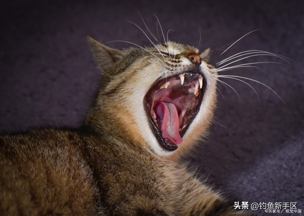 猫咪剃毛后发情怎么缓解,公猫咪剃毛后发情怎么缓解