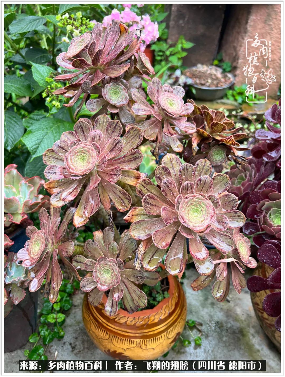 多肉的正确养殖方法冬天怎么养活,多肉怎么养活而且长得快且好看