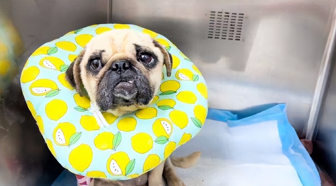 巴哥犬呕吐可以吃人吃的胃药吗,巴哥犬呕吐是什么原因