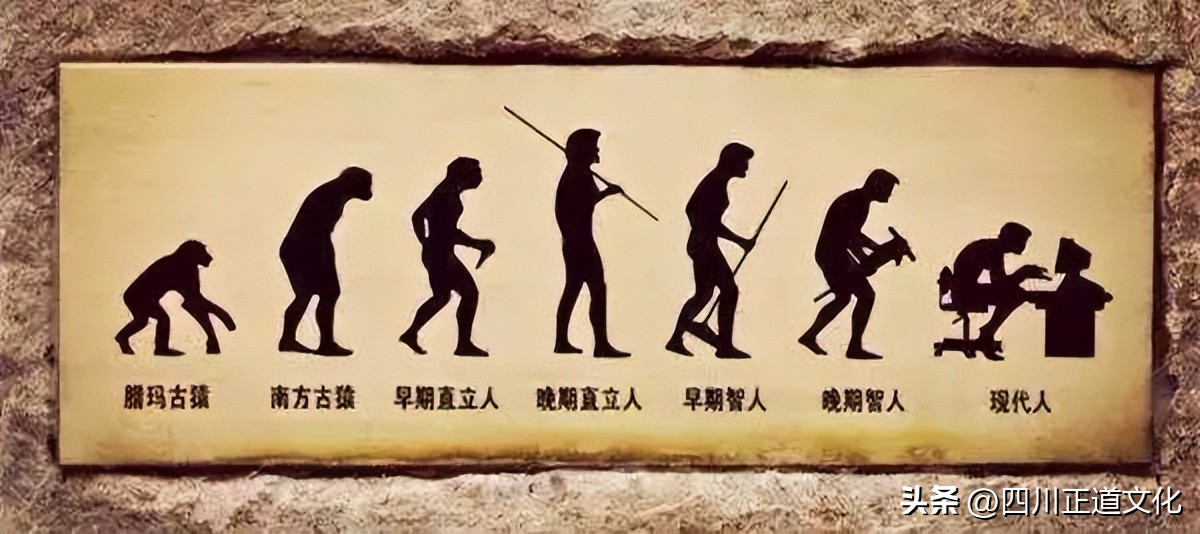 东亚人与白人体质差距,中国人与白种人对比