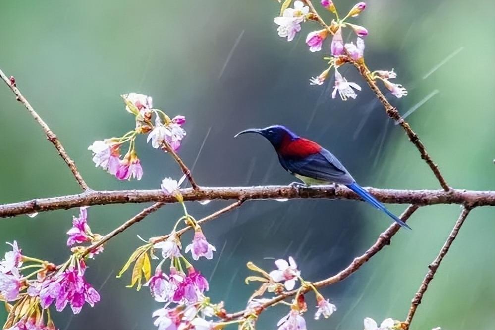 鸟窝朝上下雨怎么办,下雨天鸟怎么避雨