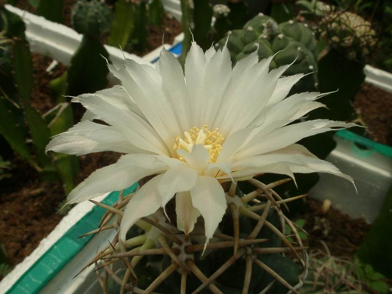 美丽/奇异花草欣赏系列——各种仙人球之象牙丸