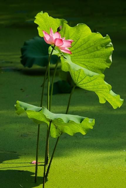 生如夏花演唱视频,生如夏花朴树完整版