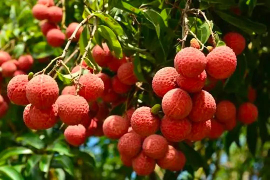 广州摘荔枝一日游最佳路线,从化自驾游荔枝采摘园