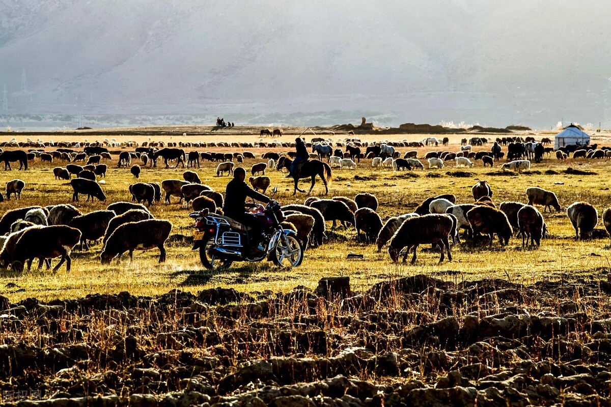 怒放的生命爆发,盛开的花朵怒放的生命