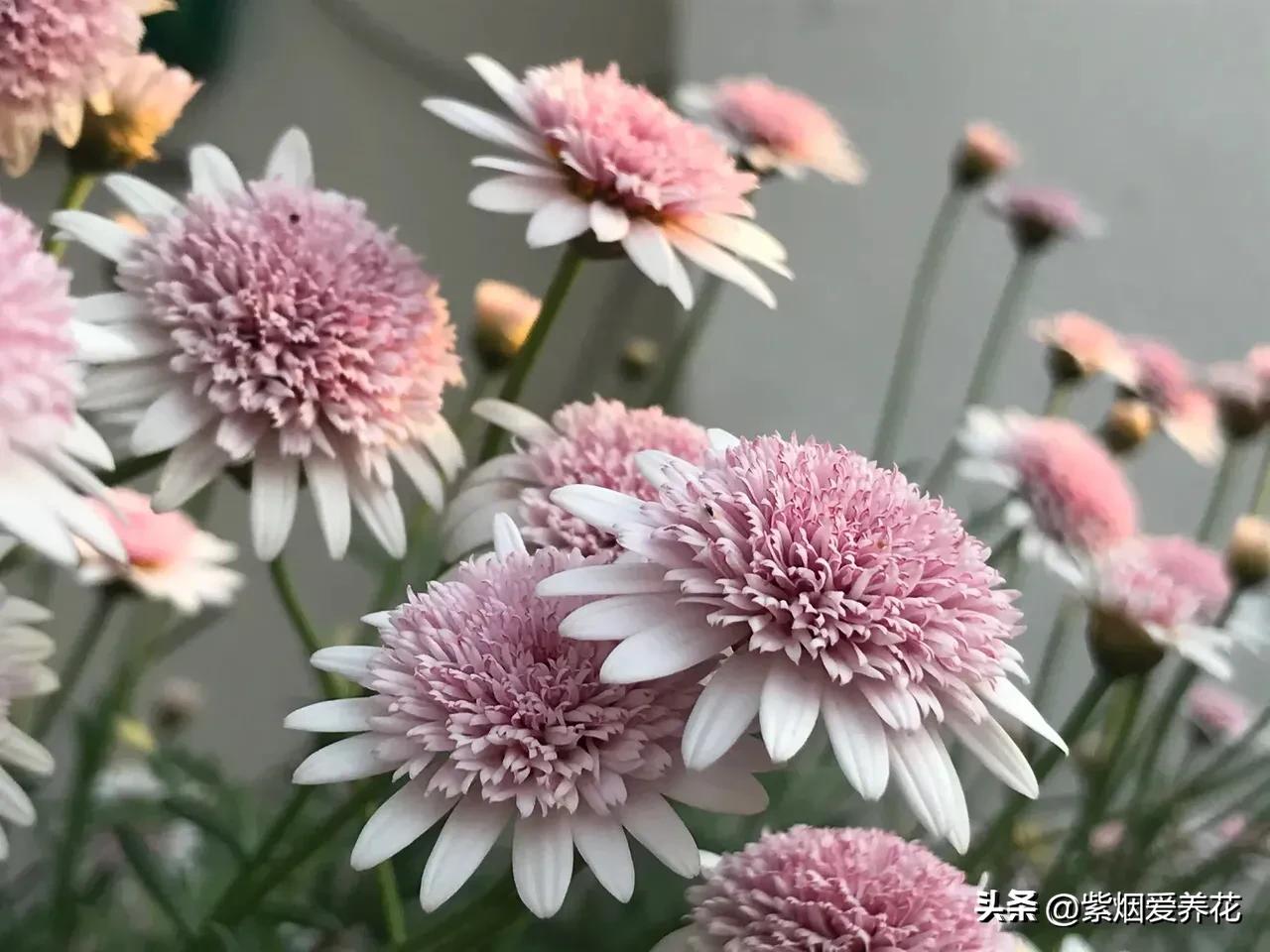 一丛黄菊花图片欣赏,五颜六色姹紫嫣红的鲜花