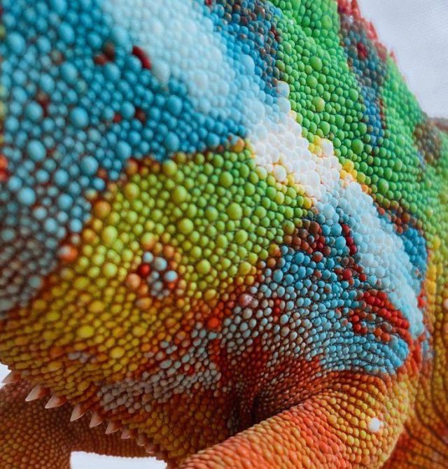 美丽的大自然的作文,美丽的大自然现代诗