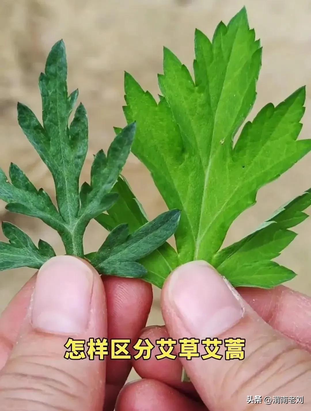 端午到了你准备艾草了吗,艾草只能在端午节买到吗