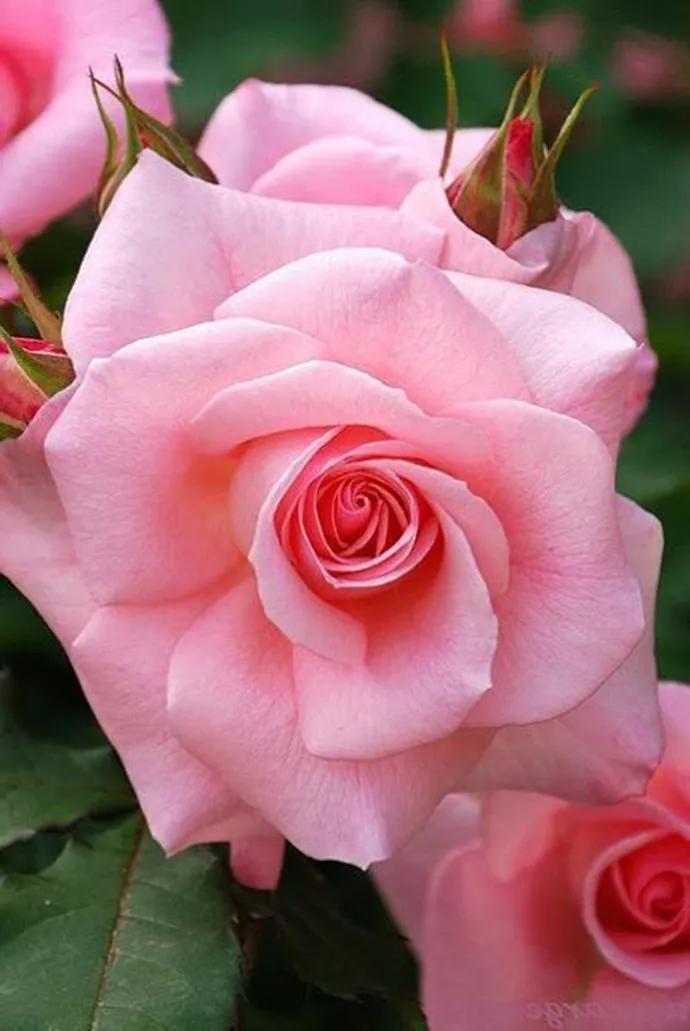 这二十幅极品花卉越看越醉,超好看又耐看的花卉图