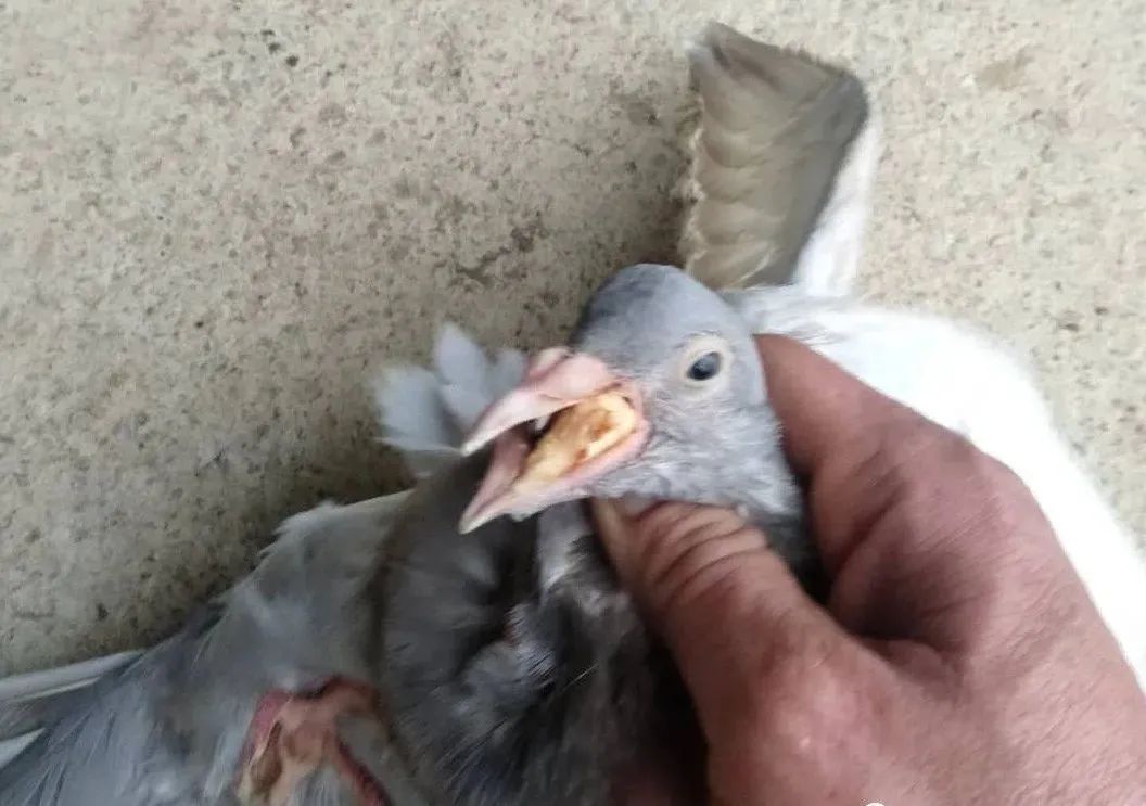 毛滴虫对鸽子的危害,鸽子毛滴虫如何清理