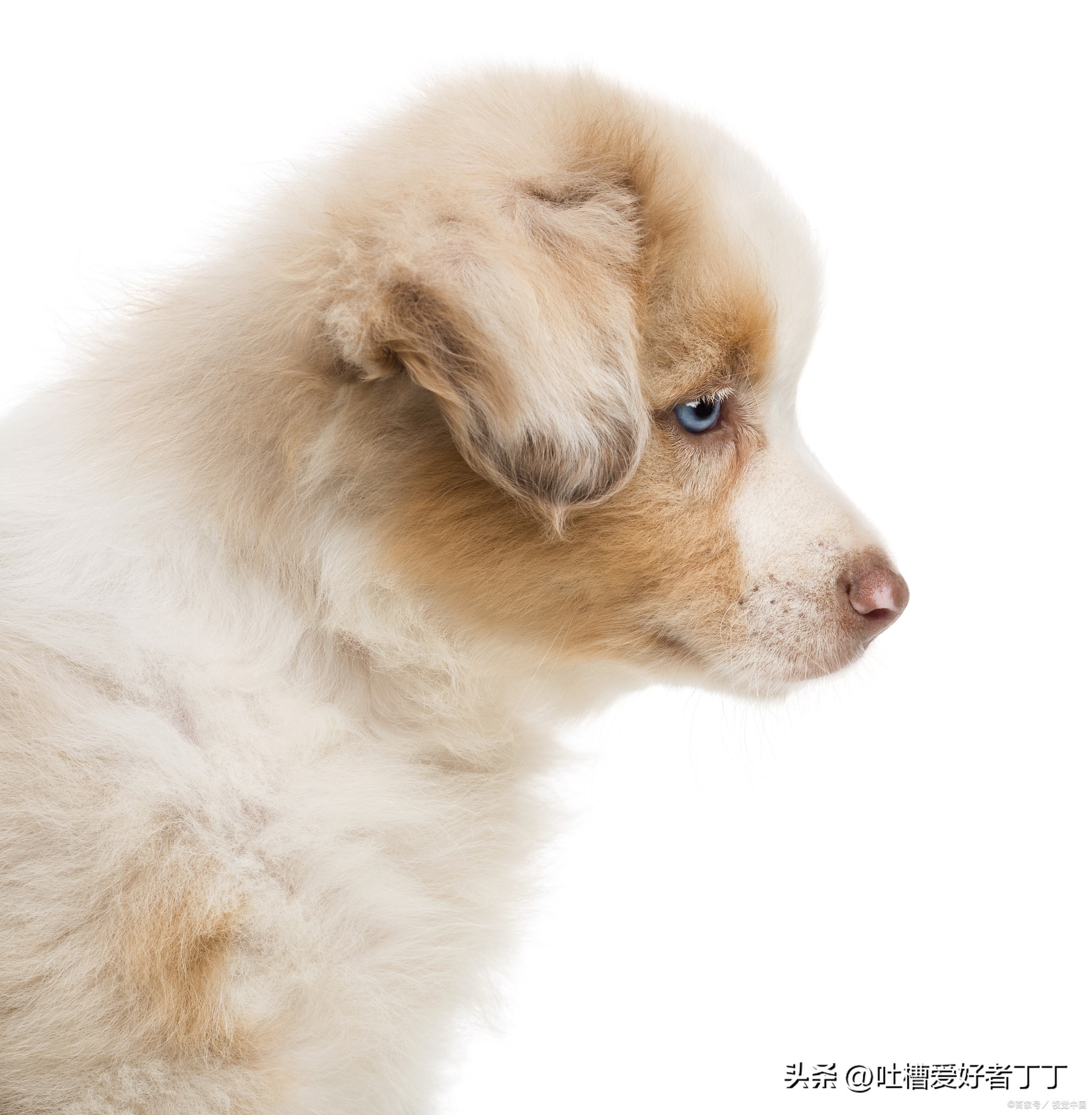 狗狗离去前的表现,狗狗爱不爱你的征兆