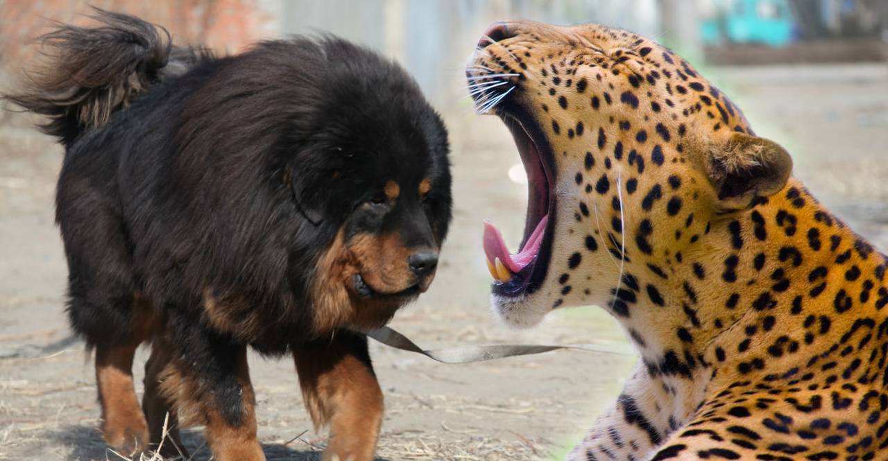 独狼袭击羊群被不到1岁藏獒赶跑,独狼袭击羊群被不到一岁藏獒赶跑