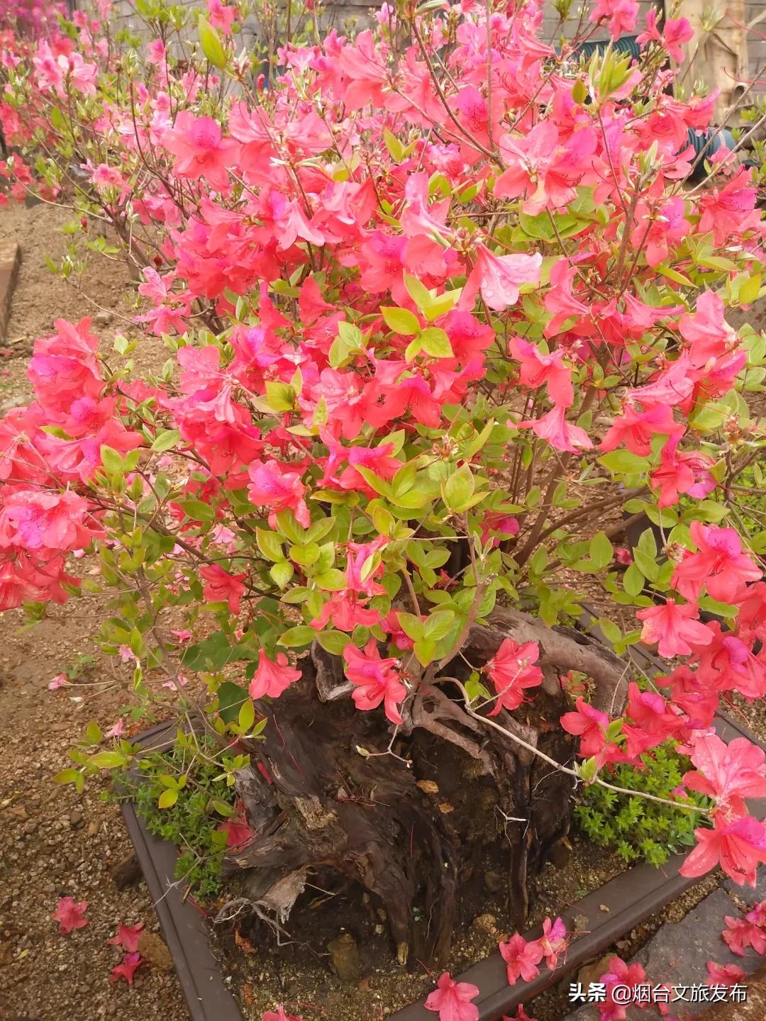 大山里映山红好美,映山红的美丽之处