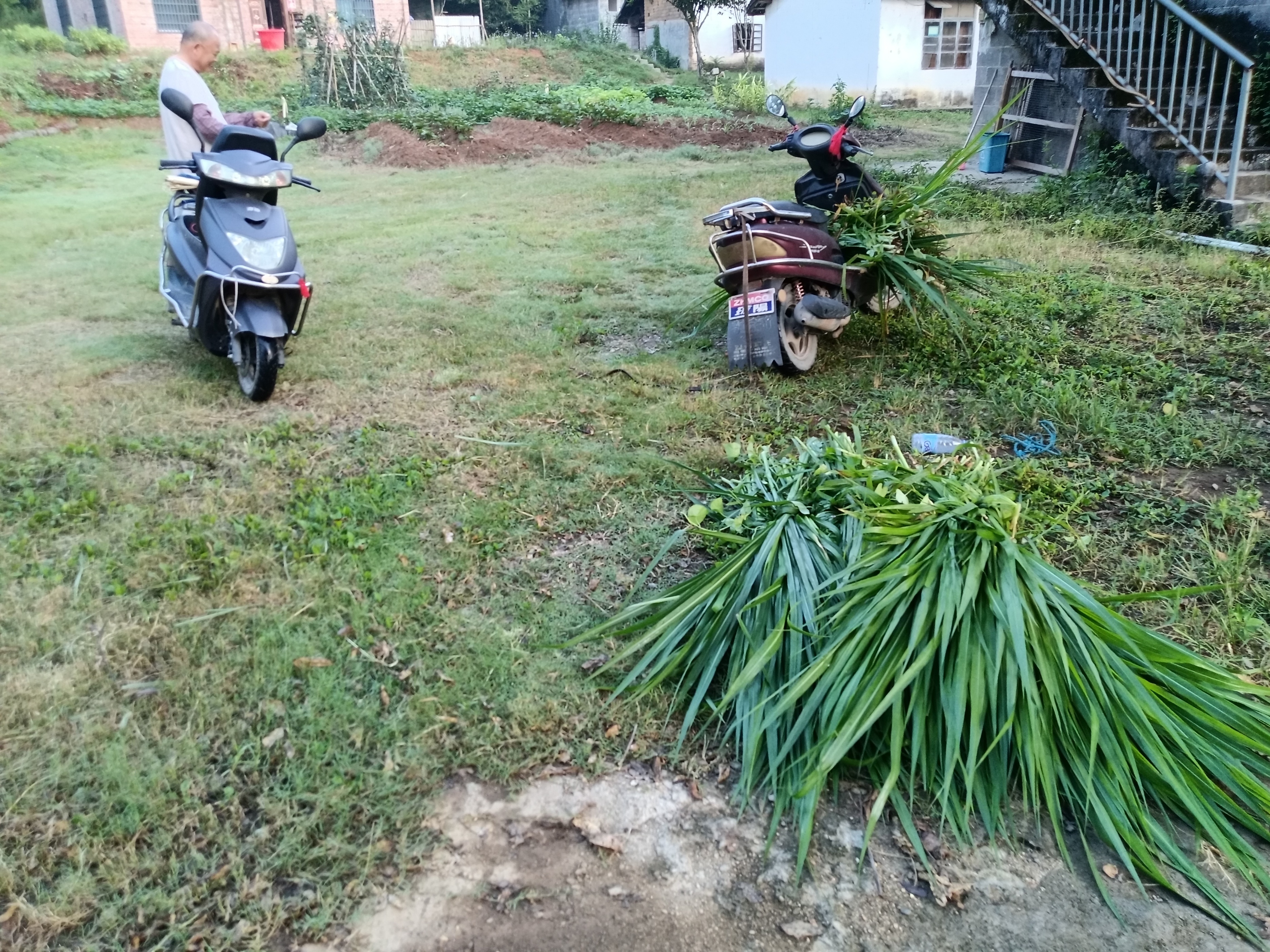 今天做了两件事重点喷杀蚂蚁窝