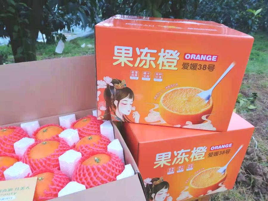 回老家创业种柑橘,大学生创业种柑橘